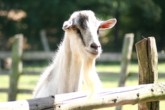 Killikus&reg; Fotographie